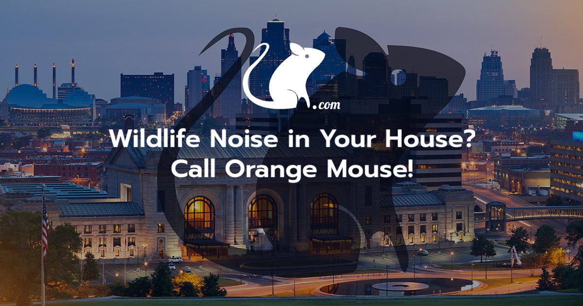 Orange Mouse